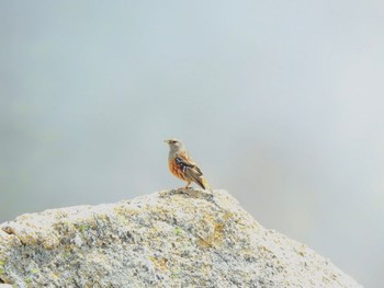 Alpine Accentor 八方尾根 Sat, 6/4/2022