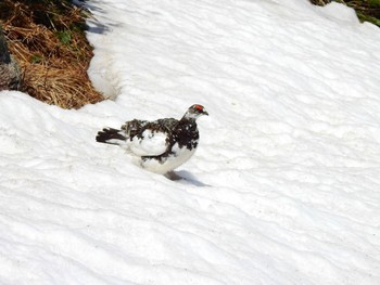 2022年6月4日(土) 八方尾根の野鳥観察記録