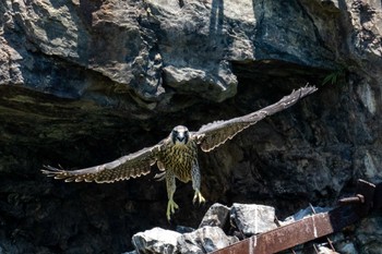 Peregrine Falcon 部崎灯台 Sun, 5/29/2022