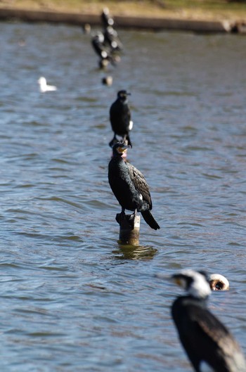 カワウ 水元公園 2017年12月17日(日)