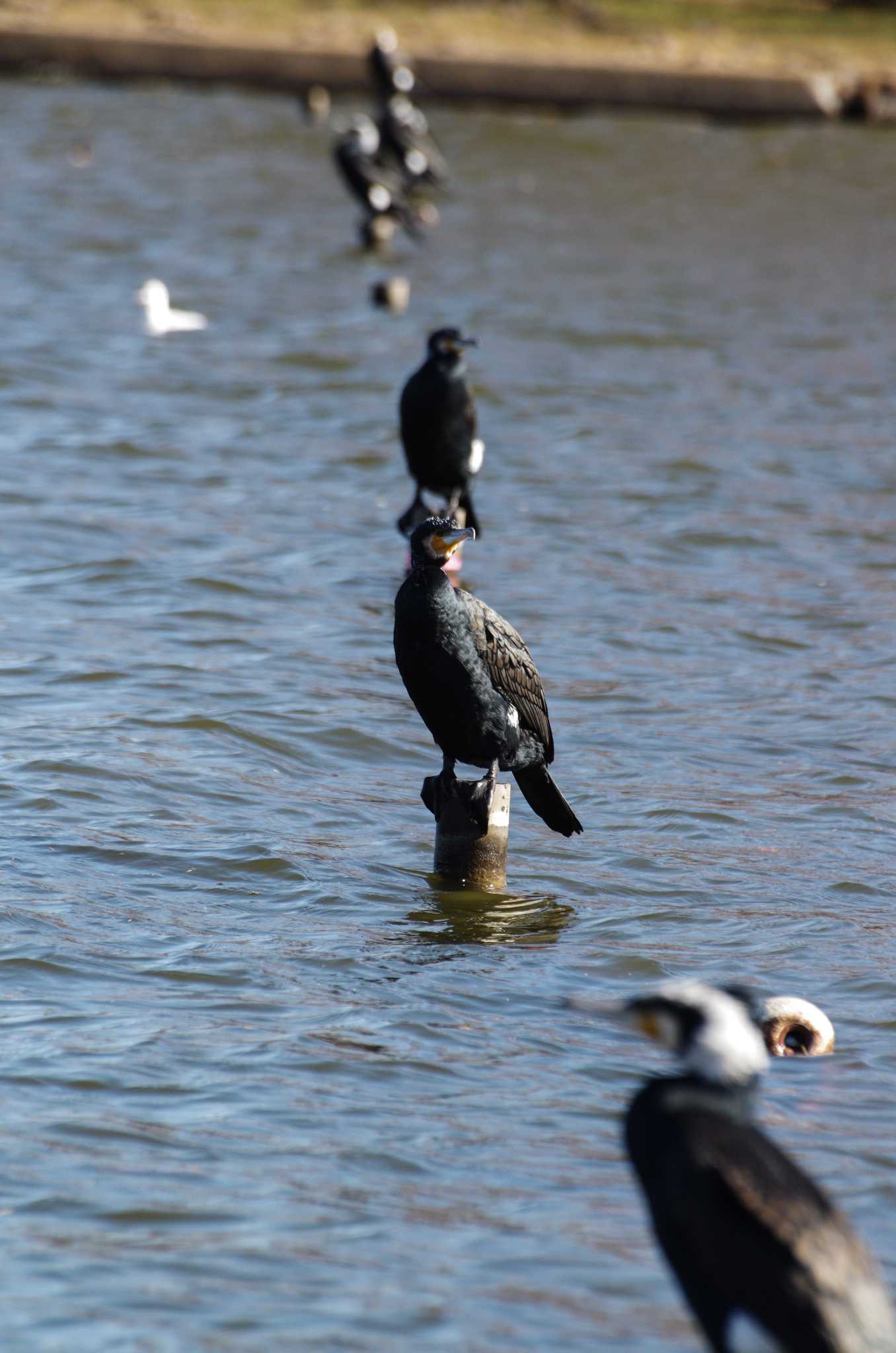 Photo of Great Cormorant at Mizumoto Park by zingo