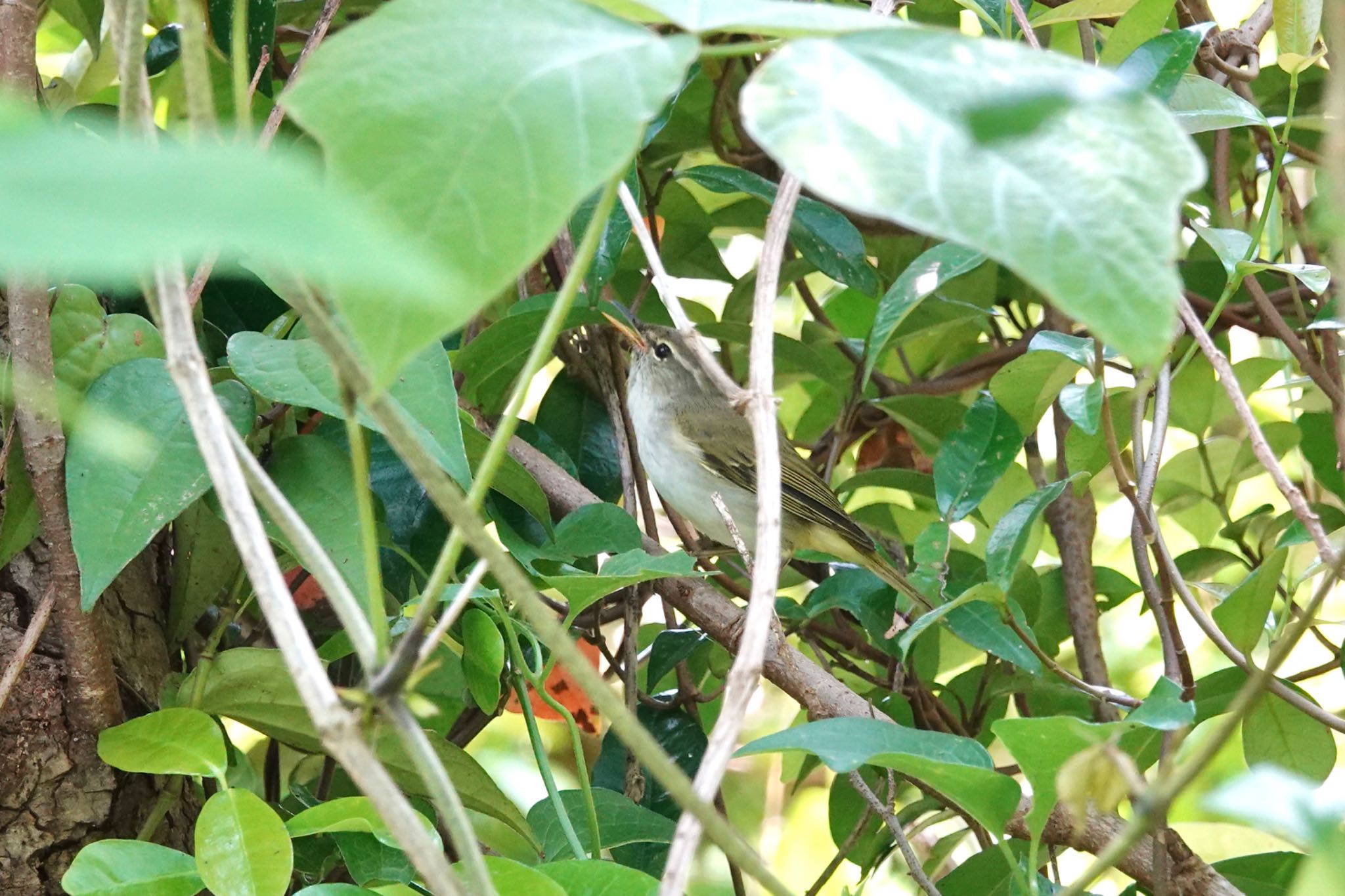 Ijima's Leaf Warbler