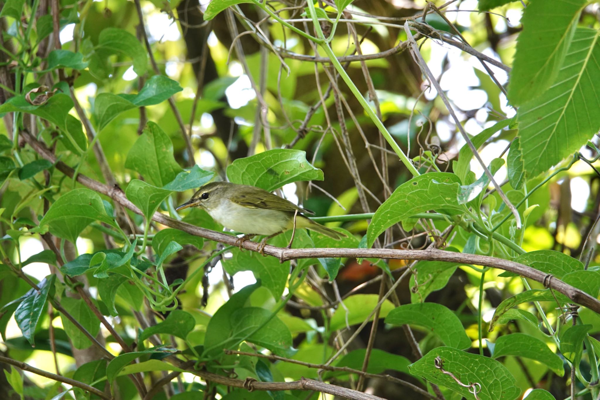 Ijima's Leaf Warbler