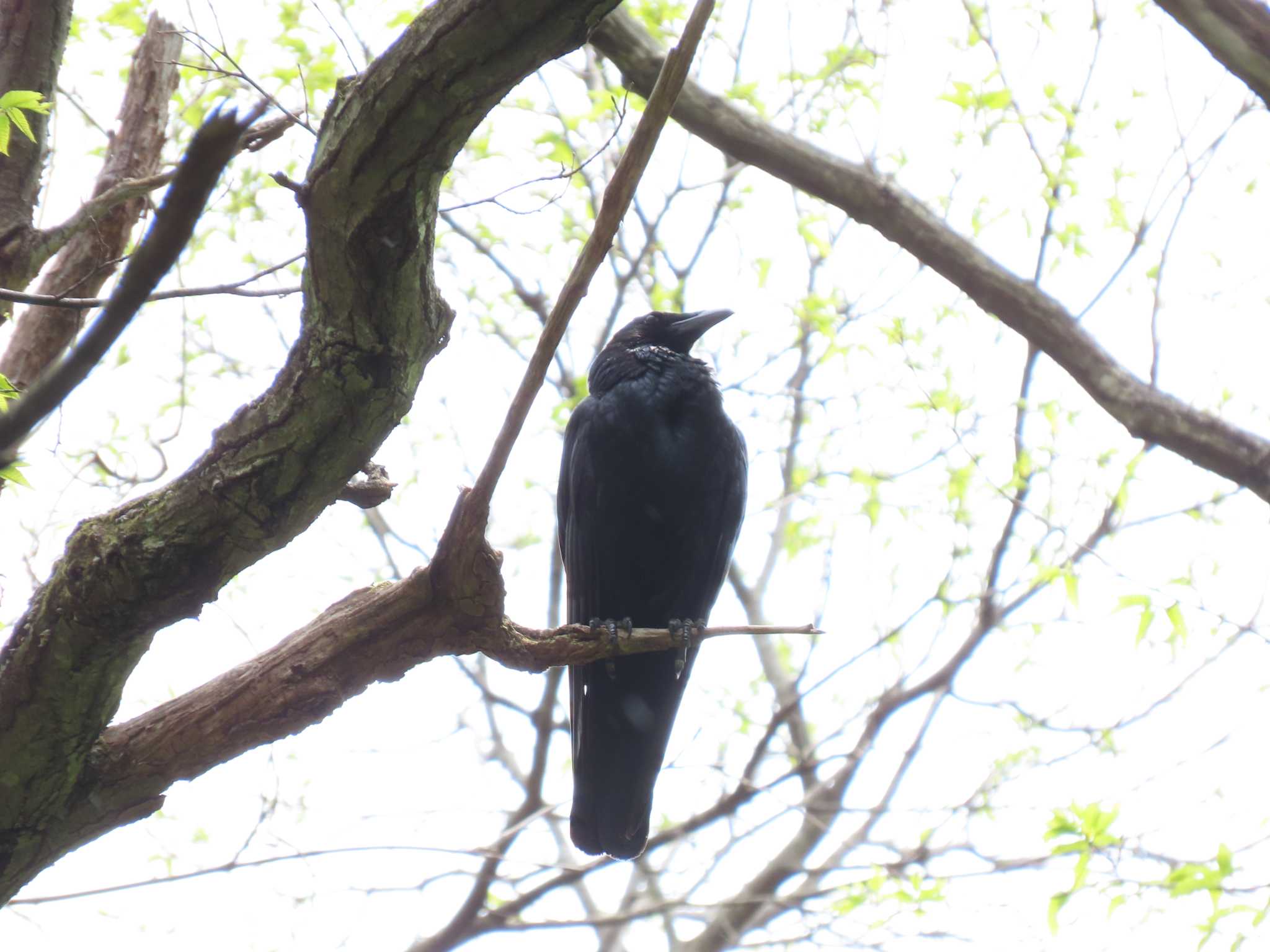 軽井沢野鳥の森 ハシボソガラスの写真 by のぐち