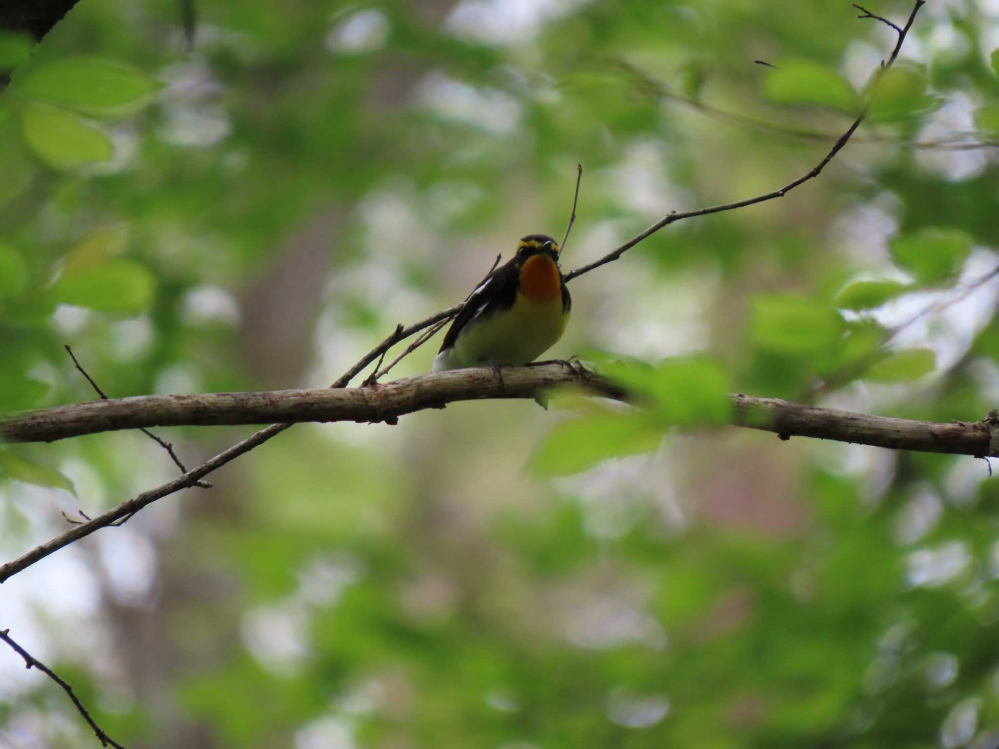 軽井沢野鳥の森 キビタキの写真 by のぐち