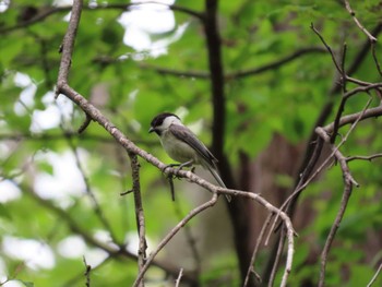 2022年5月20日(金) 軽井沢野鳥の森の野鳥観察記録