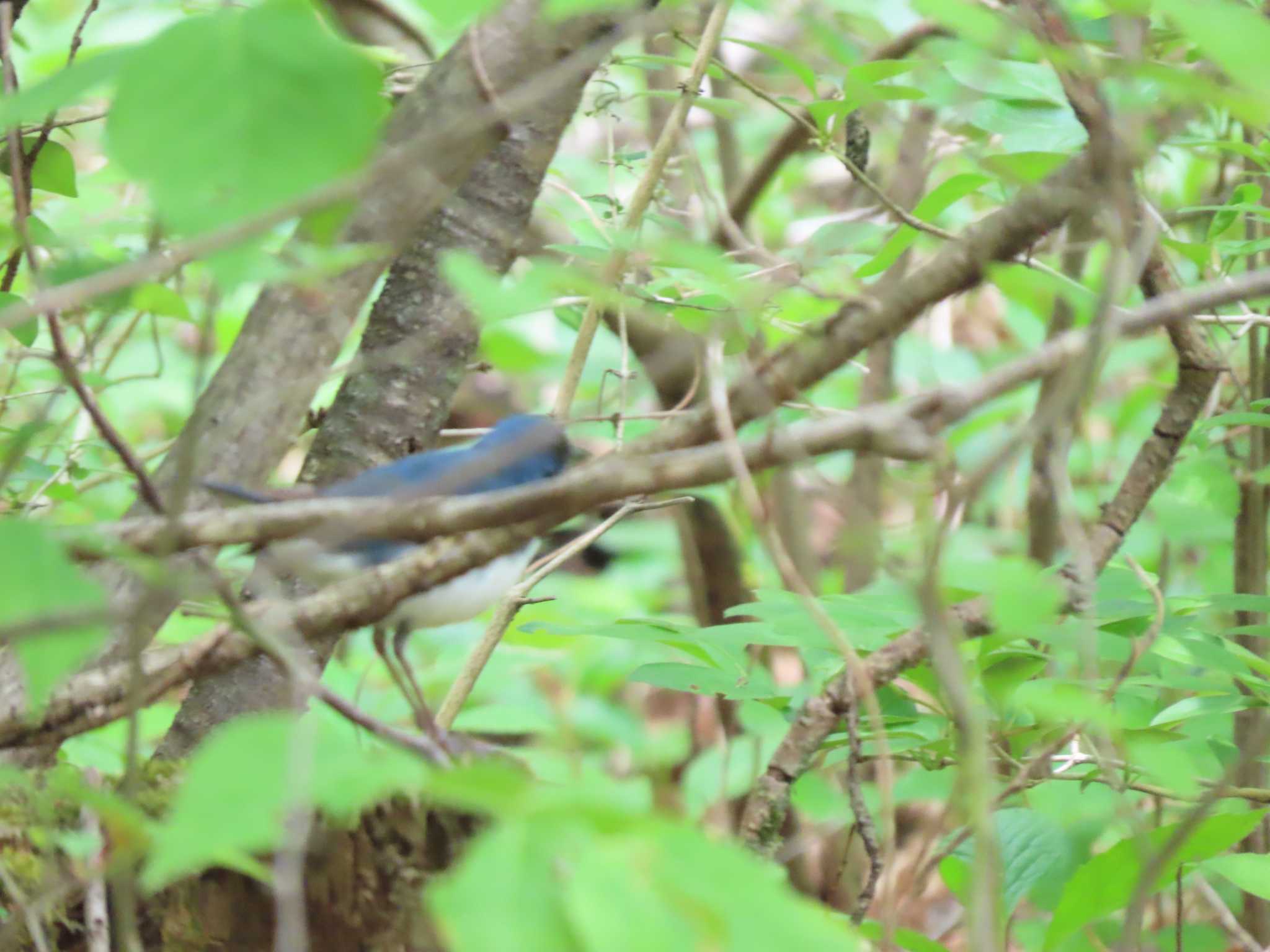 軽井沢野鳥の森 コルリの写真 by のぐち