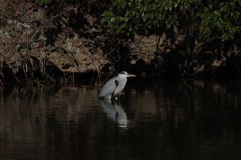 アオサギ 水元公園 2017年12月17日(日)