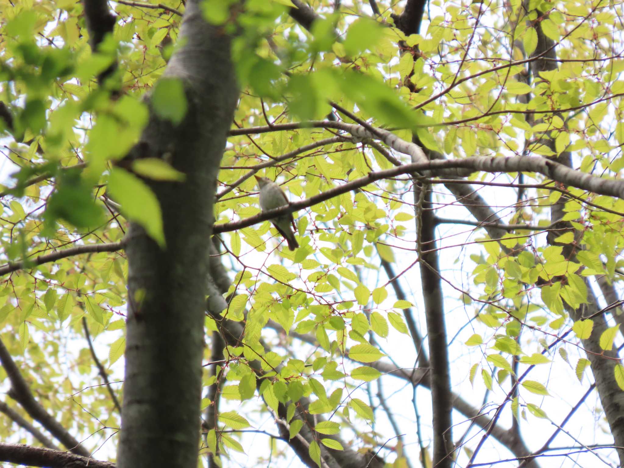 軽井沢野鳥の森 コサメビタキの写真 by のぐち