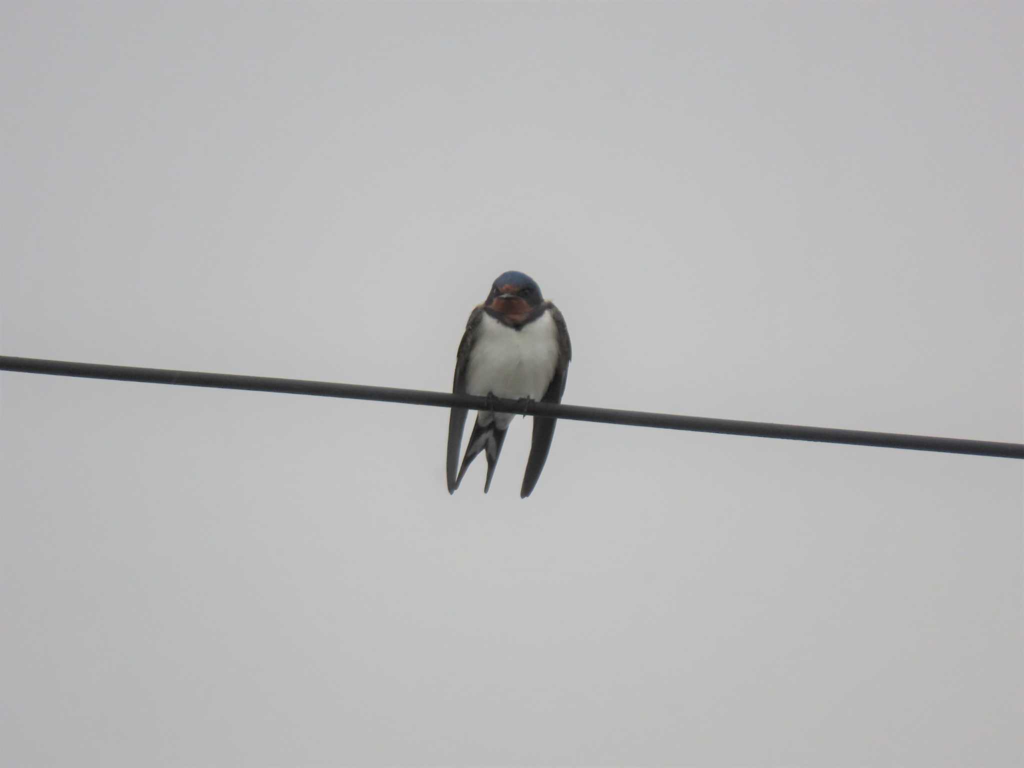 Barn Swallow