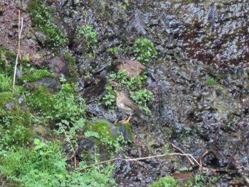 Fri, 5/20/2022 Birding report at 中軽井沢~千ヶ滝せせらぎの道(長野県)