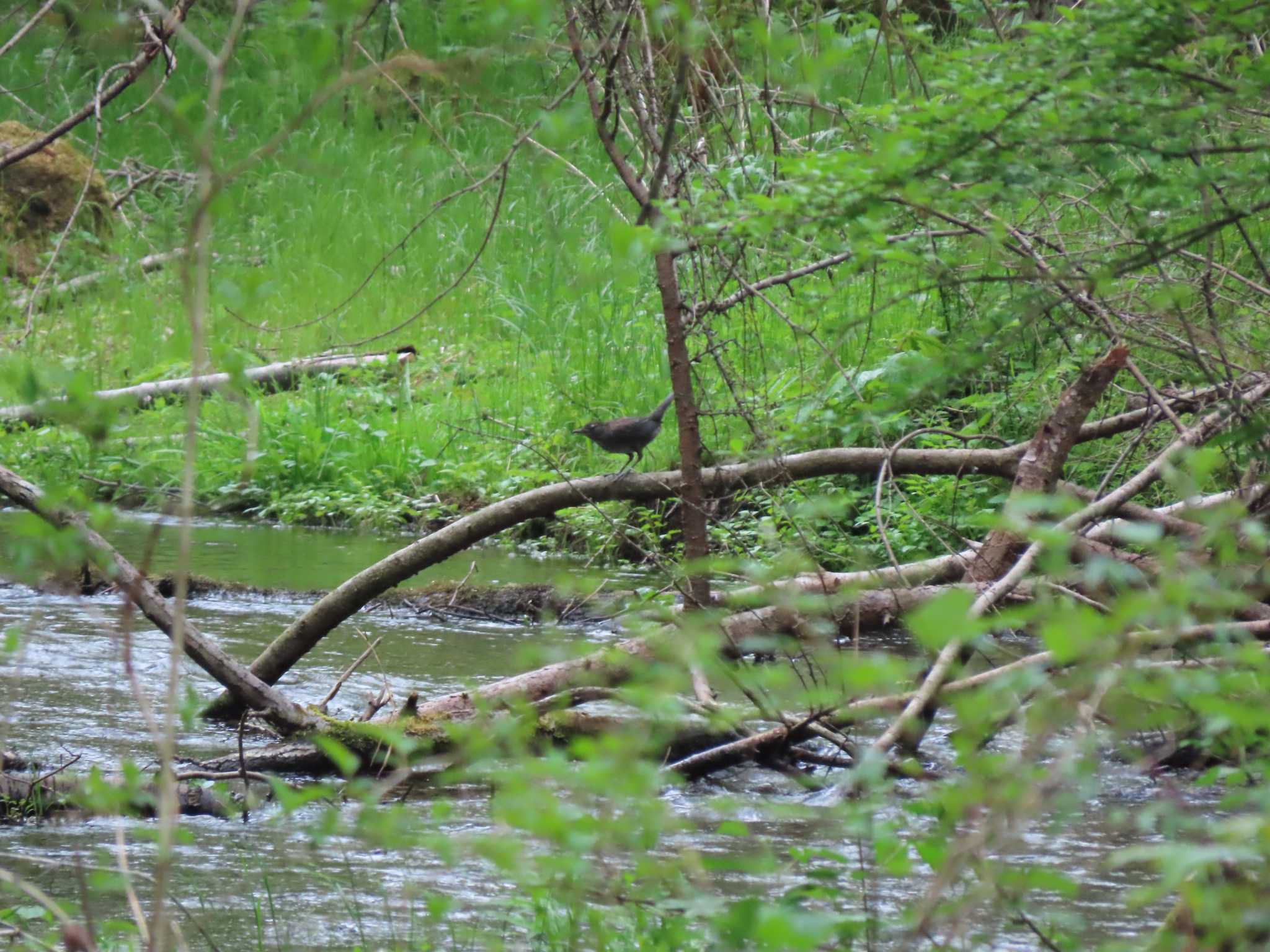 中軽井沢~千ヶ滝せせらぎの道(長野県) カワガラスの写真 by のぐち