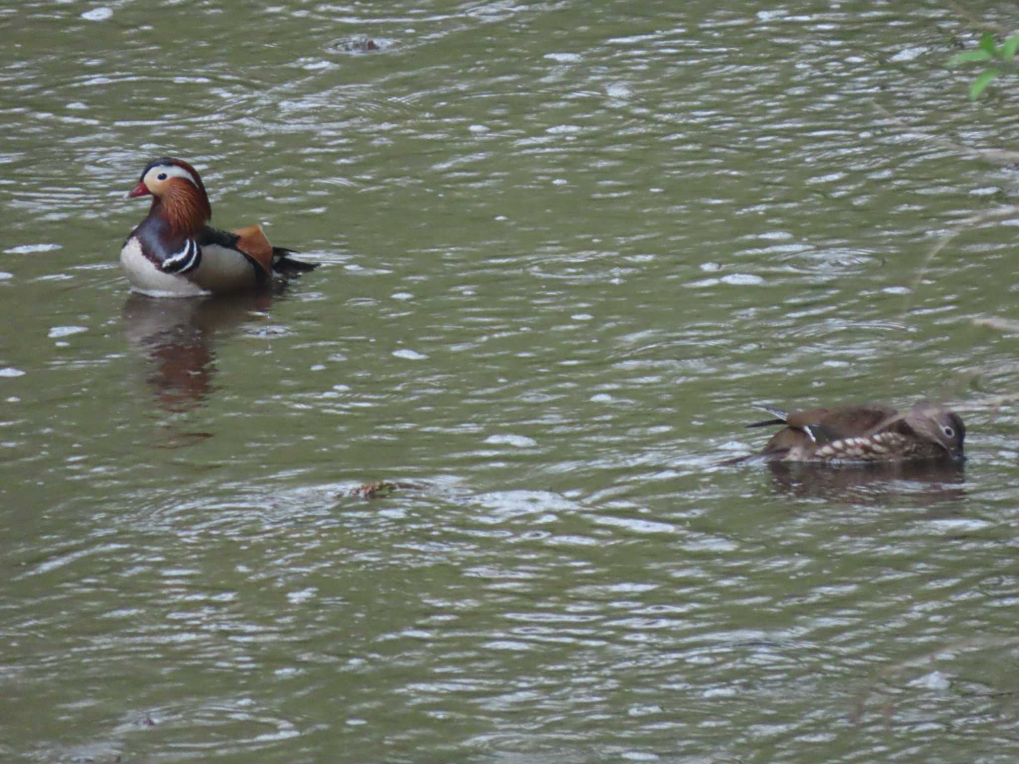 Mandarin Duck