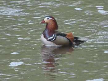 2022年5月21日(土) 軽井沢駅周辺(長野県)の野鳥観察記録