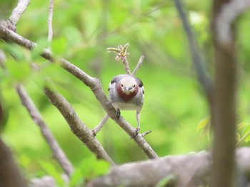 2022年5月20日(金) 中軽井沢駅周辺(長野県)の野鳥観察記録