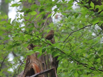 Sat, 5/21/2022 Birding report at Karuizawa wild bird forest