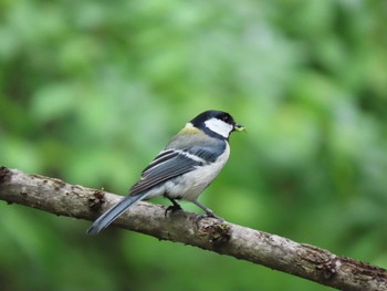 Sat, 5/21/2022 Birding report at 中軽井沢駅周辺(長野県)