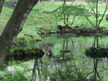 2022年5月21日(土) 雲場池の野鳥観察記録