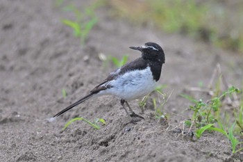 Japanese Wagtail 印旛沼 Sun, 6/5/2022