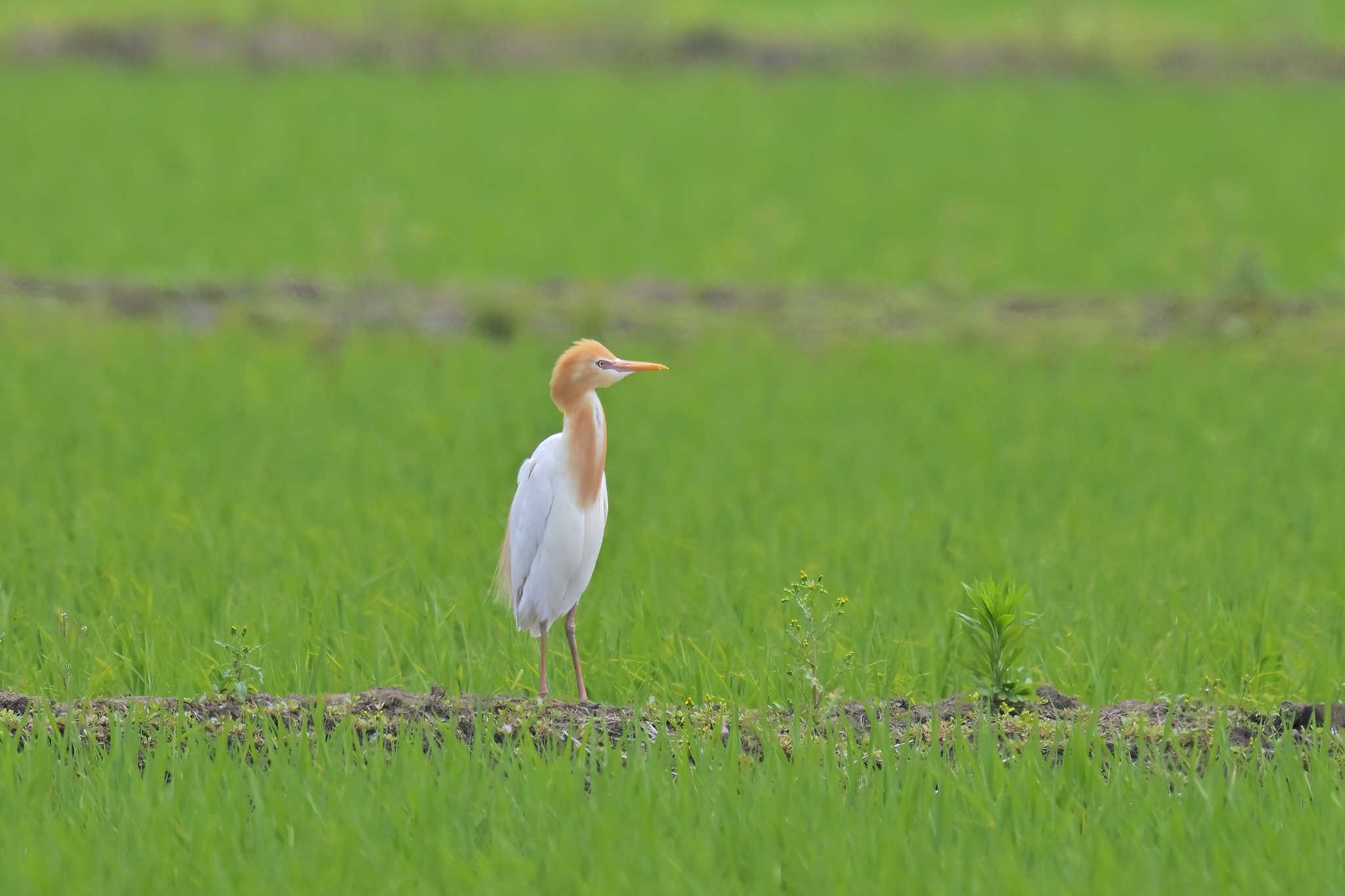 印旛沼 アマサギの写真 by birds@hide3