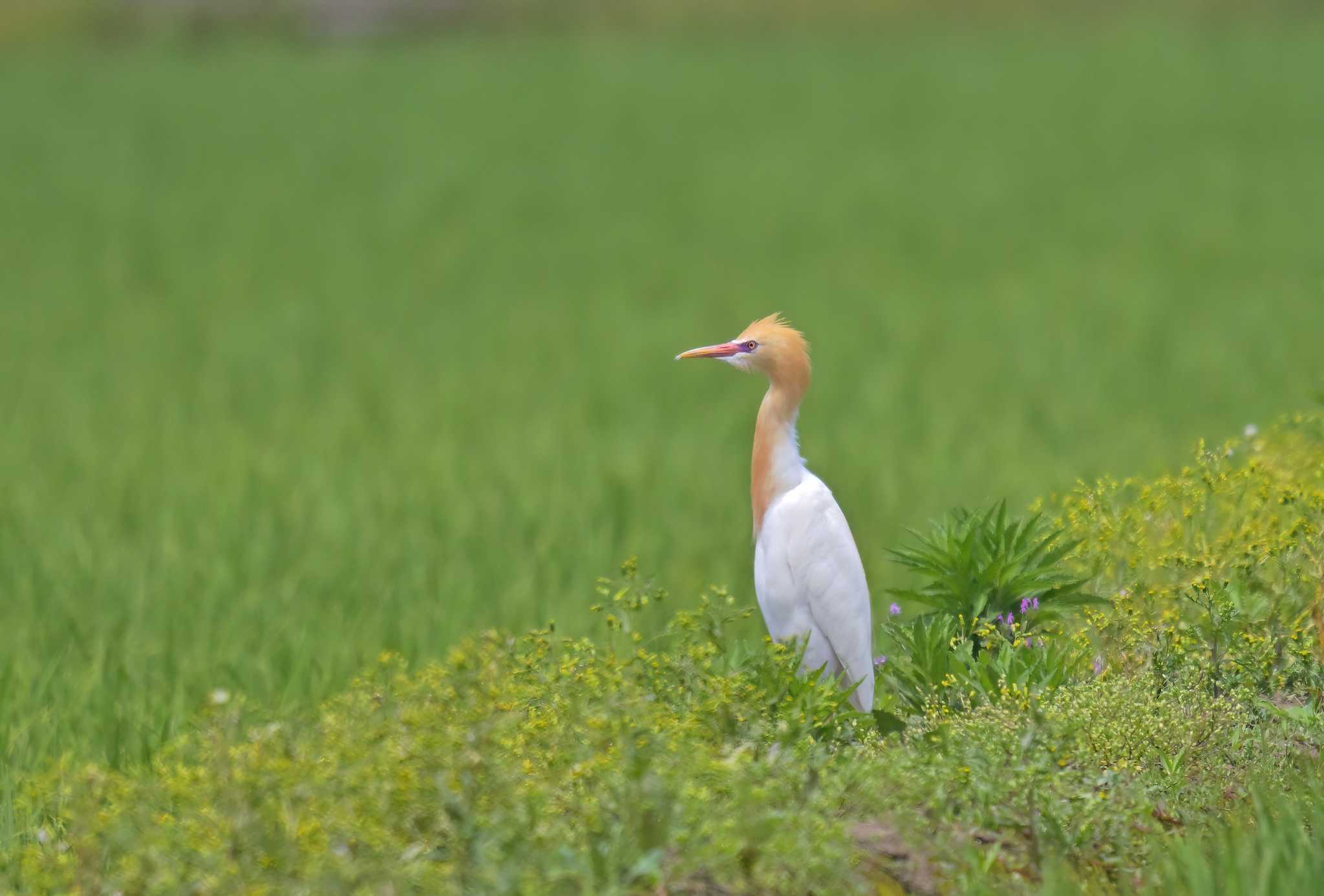 印旛沼 アマサギの写真 by birds@hide3