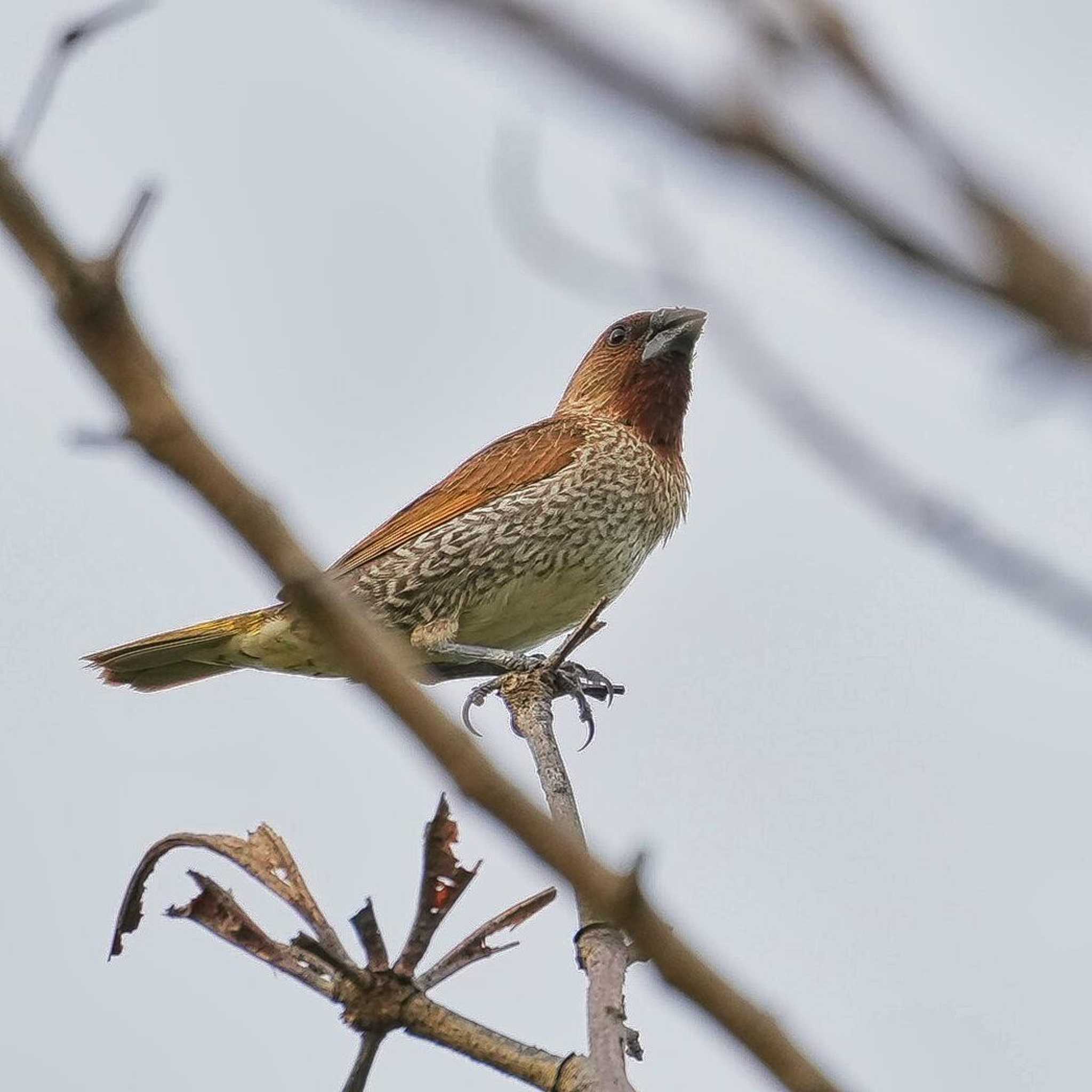 Scaly-breasted Munia