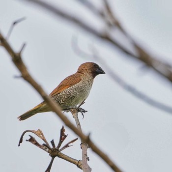 Scaly-breasted Munia Khao Mai Keao Reservation Park Sat, 6/4/2022