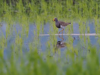 2022年6月4日(土) 浮島ヶ原の野鳥観察記録