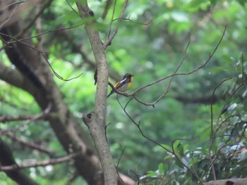 2022年6月5日(日) 中之島公園(三重郡菰野町)の野鳥観察記録