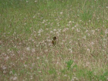 2022年6月5日(日) 大羽根緑地の野鳥観察記録