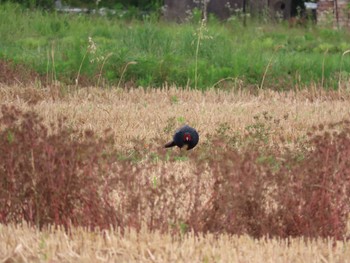 2022年6月5日(日) 御池沼沢植物群落の野鳥観察記録