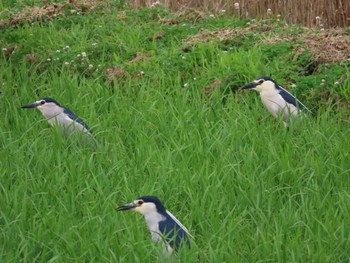 2022年6月5日(日) 海蔵川の野鳥観察記録