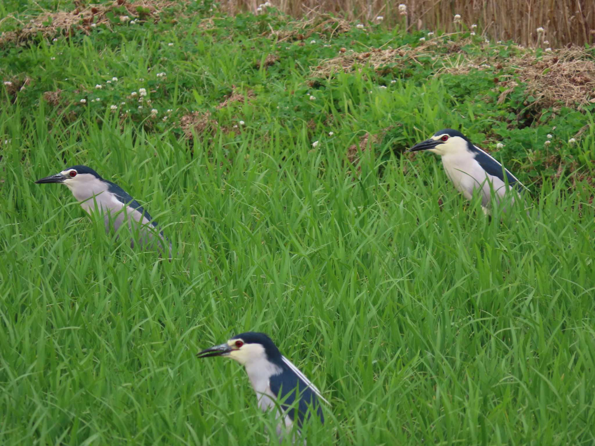 Black-crowned Night Heron