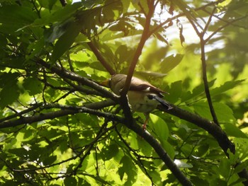 Japanese Grosbeak 八王子城址 Sun, 6/5/2022