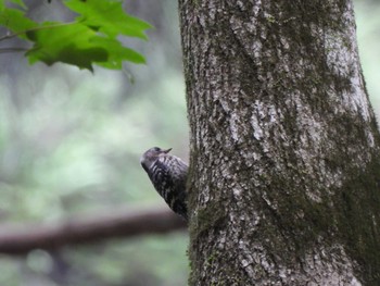 Japanese Pygmy Woodpecker 八王子城址 Sun, 6/5/2022