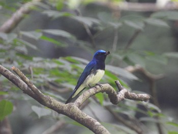 Blue-and-white Flycatcher 八王子城址 Sun, 6/5/2022