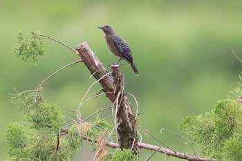 Blue Rock Thrush 堺市内 Sun, 6/5/2022