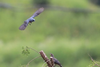 Blue Rock Thrush 堺市内 Sun, 6/5/2022