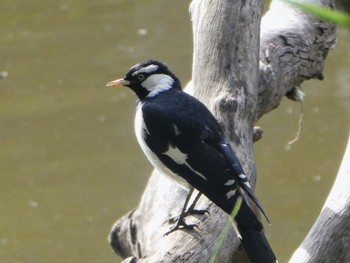 Magpie-lark Lane Cove National Park, NSW, Australia Sun, 6/5/2022