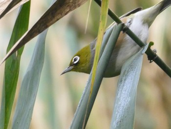 Silvereye Field of Mars Reserve, East Ryde, NSW, Australia Sun, 6/5/2022