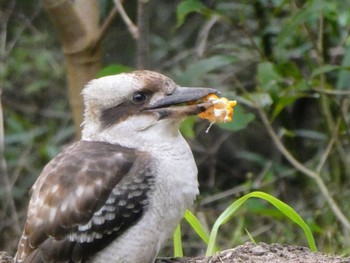 Laughing Kookaburra Field of Mars Reserve, East Ryde, NSW, Australia Sun, 6/5/2022