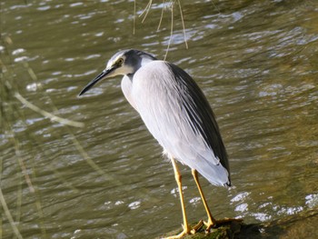 White-faced Heron Lane cove Weir, Lane Cove National Park, Nsw, Australia Sun, 6/5/2022