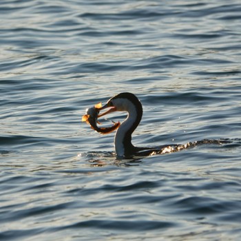 Little Pied Cormorant Royal Botanic Gardens Sydney Fri, 6/19/2020