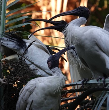 Australian White Ibis Royal Botanic Gardens Sydney Fri, 6/19/2020