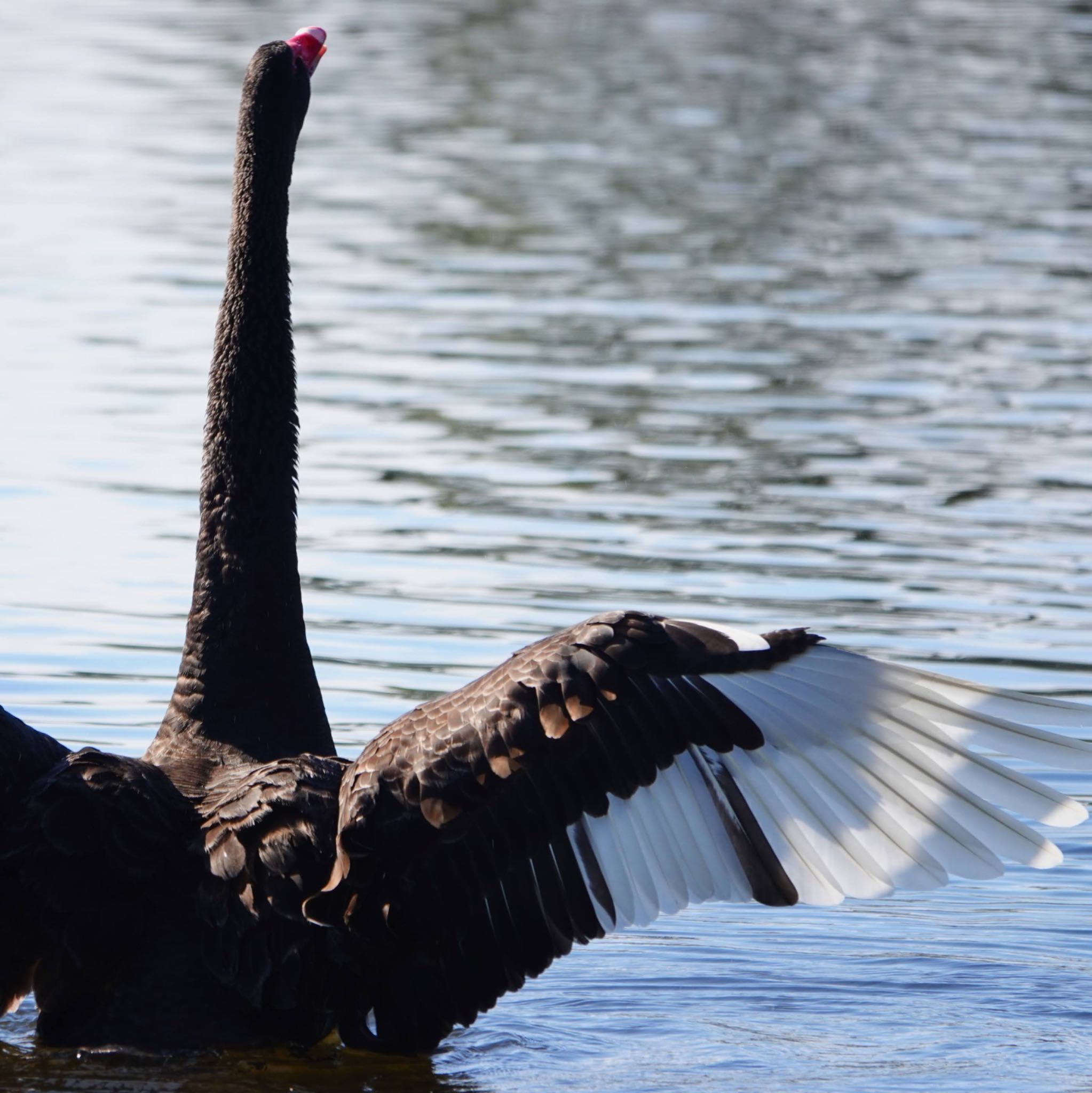 Photo of Black Swan at Manly Dam, NSW, Australia by Maki