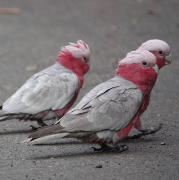 Galah Warriewood Wetland, NSW, Australia Sun, 6/7/2020