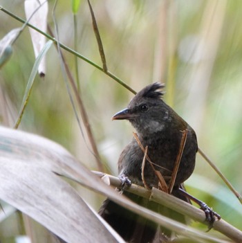 ムナグロシラヒゲドリ Warriewood Wetland, NSW, Australia 2020年6月7日(日)