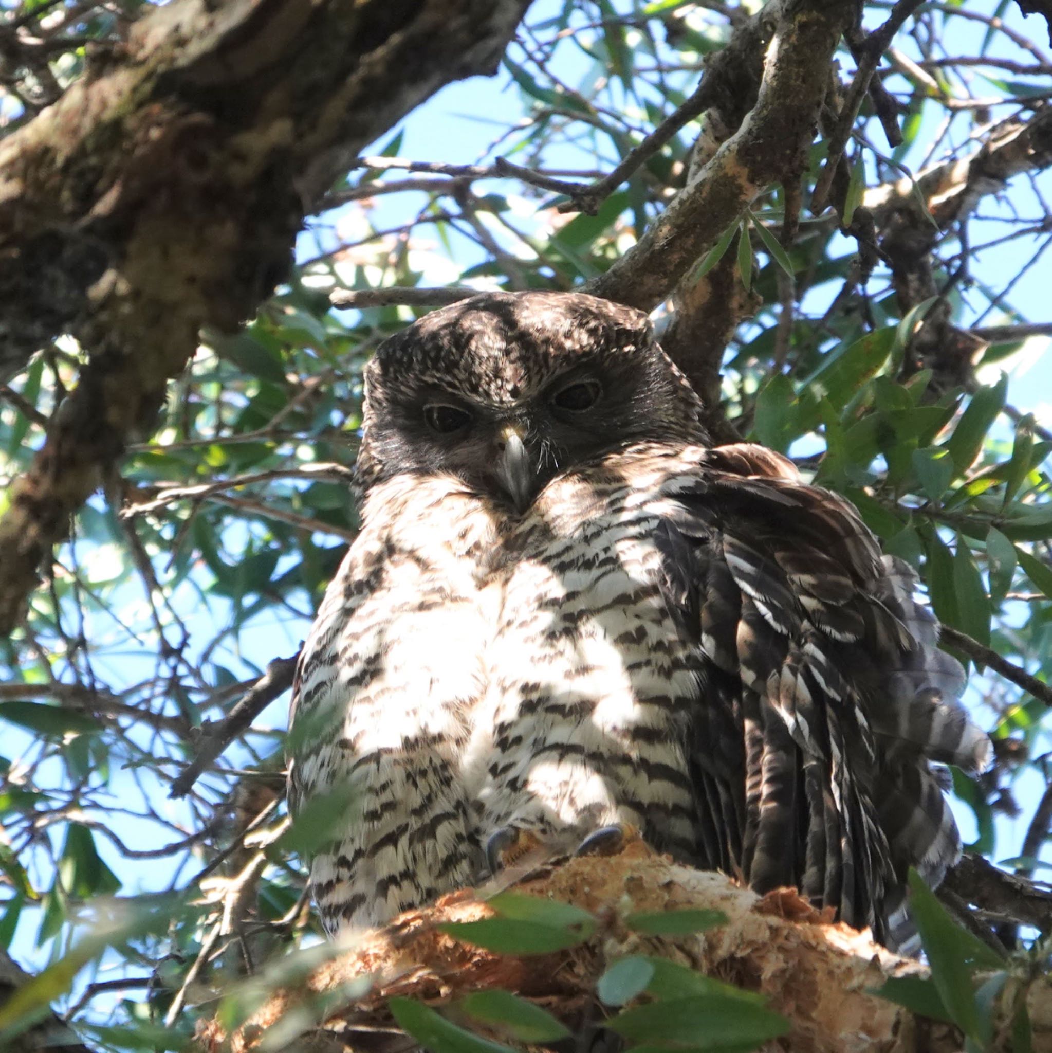 Centennial Park (Sydney) オニアオバズクの写真 by Maki