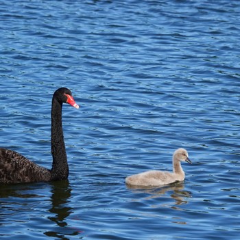 Black Swan Centennial Park (Sydney) Sun, 6/14/2020