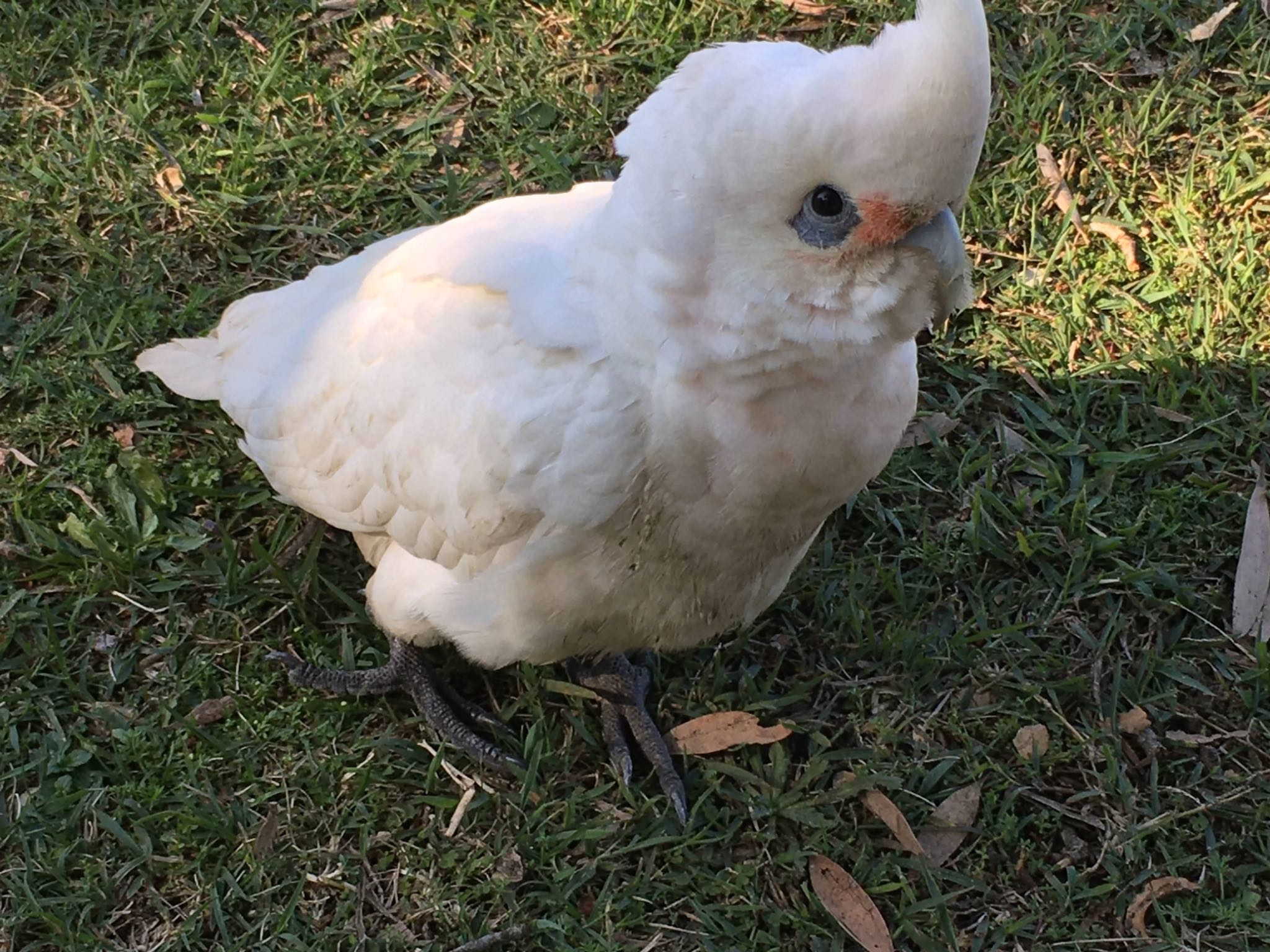 Centennial Park (Sydney) アカビタイムジオウムの写真 by Maki